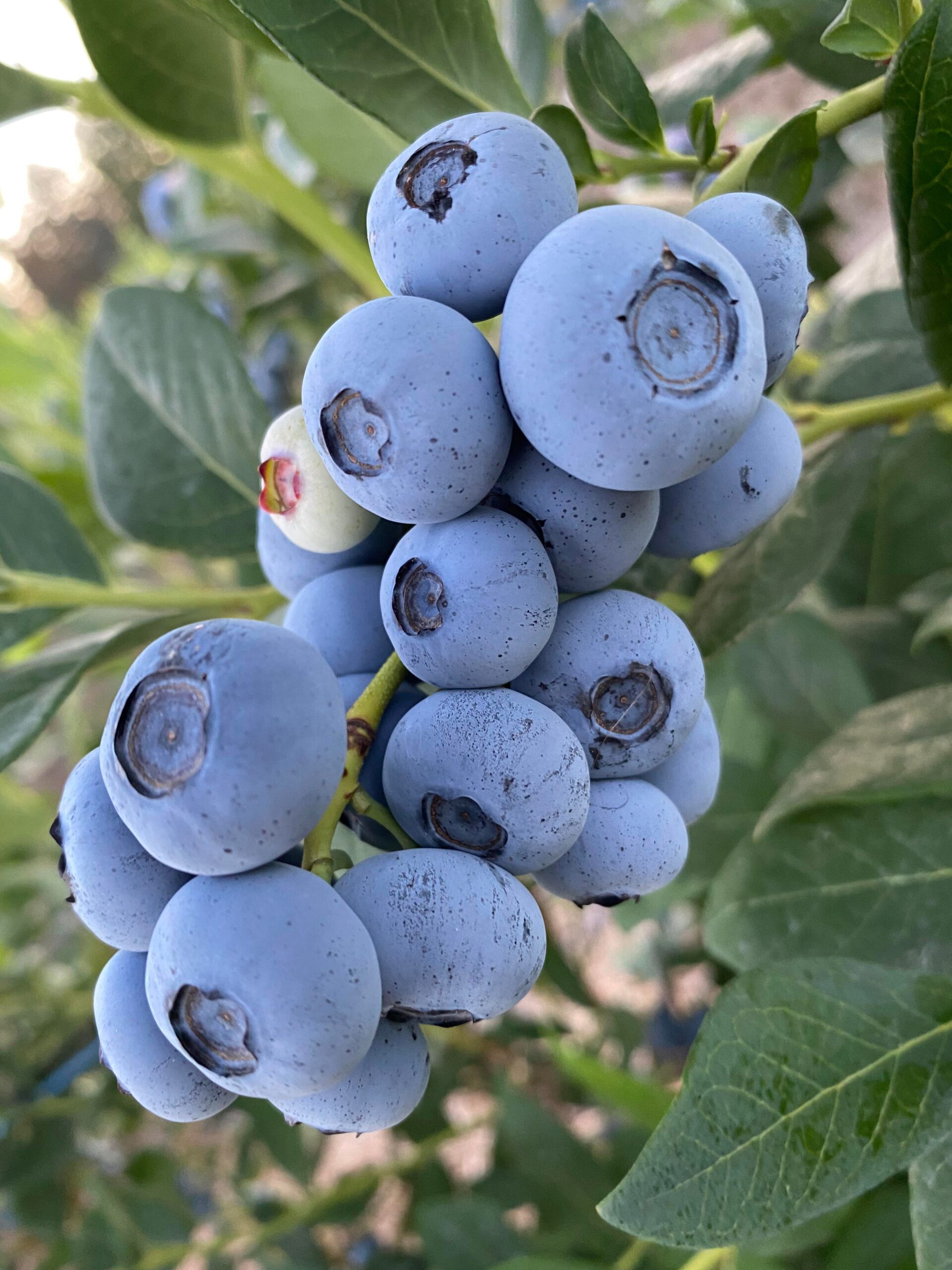 All About Blueberries A Comprehensive Guide BC Fresh Berries