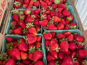 Strawberries